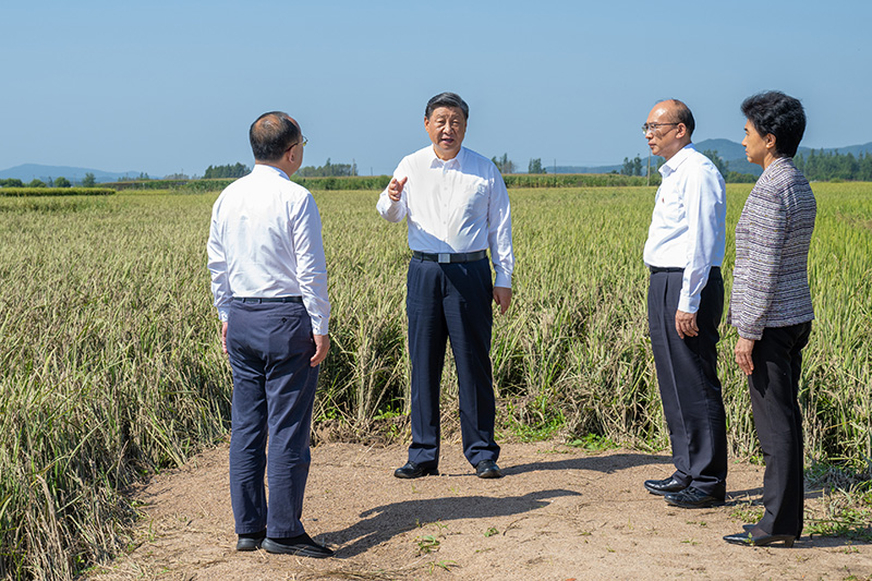 9月6日至8日，中共中央總書記、國家主席、中央軍委主席習(xí)近平在黑龍江考察。這是7日上午，習(xí)近平在遭受洪澇災(zāi)害的哈爾濱尚志市老街基鄉(xiāng)龍王廟村，察看水稻受災(zāi)情況。